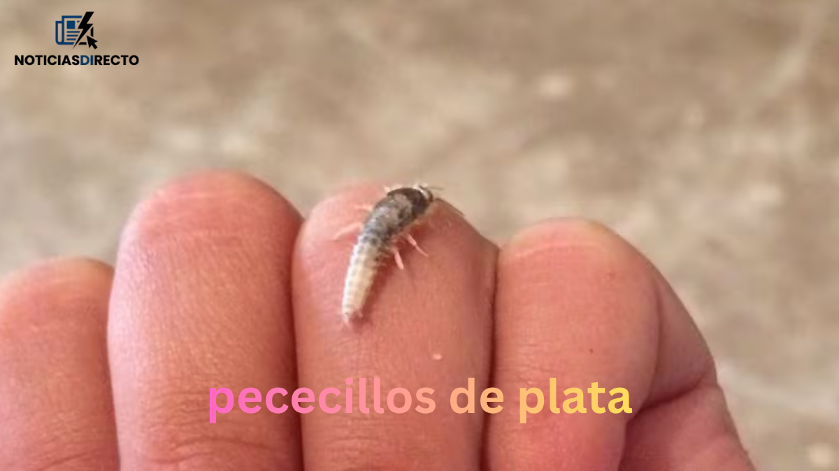 Pececillos de plata: ¿son peligrosos en casa?